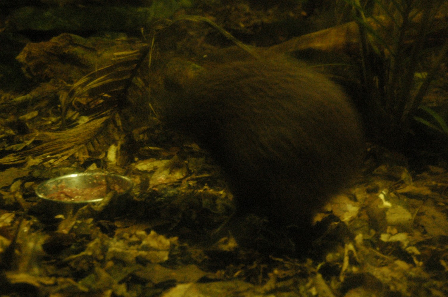 458   06 02   Otorohanga   Kiwi centrum